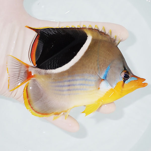 【現物】セグロチョウ 14cm±! 海水魚 チョウチョウウオ 15時までのご注文で当日発送(t114(t207