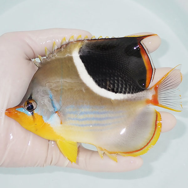 【現物】セグロチョウ 14cm±! 海水魚 チョウチョウウオ 15時までのご注文で当日発送(t114(t207