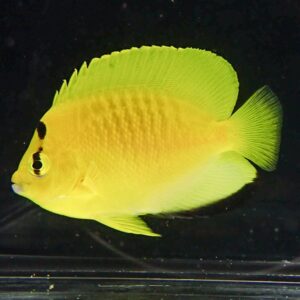 Bright yellow tropical fish with a large dorsal fin swimming in a dark aquarium background.