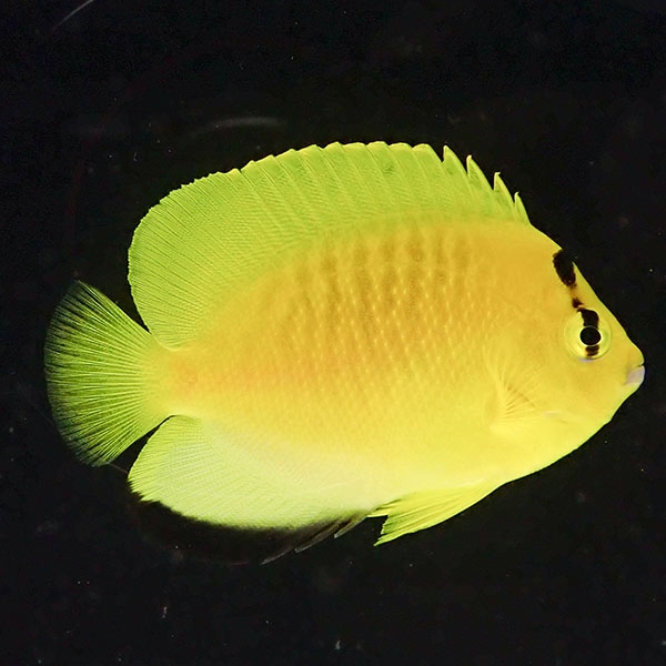シテンヤッコ 5-7cm± !海水魚 ヤッコ 15時までのご注文で当日発送(t111