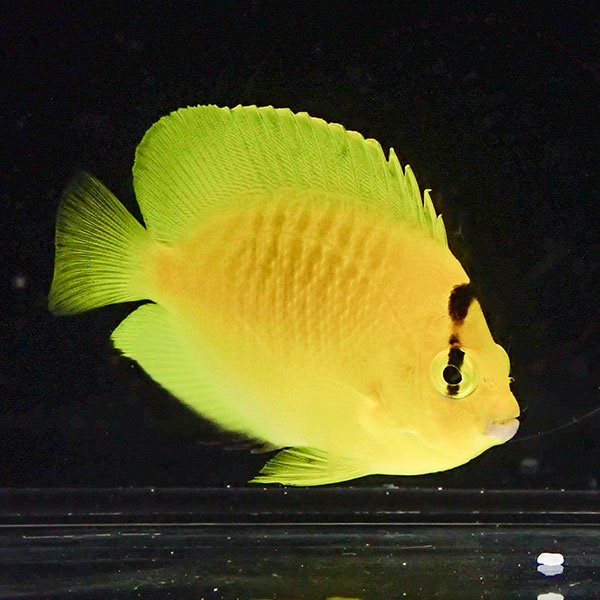 シテンヤッコ 5-7cm± !海水魚 ヤッコ 15時までのご注文で当日発送(t111