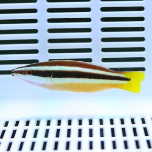 Small striped fish with a bright yellow tail swimming in a white aquarium with slotted walls behind it.