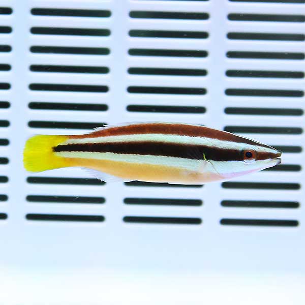 イエローテールクリーナーラス 6-8cm± 海水魚 ベラ! 餌付け15時までのご注文で当日発送(t122