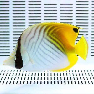Yellow and white striped tropical fish with bright yellow fins in an aquarium.