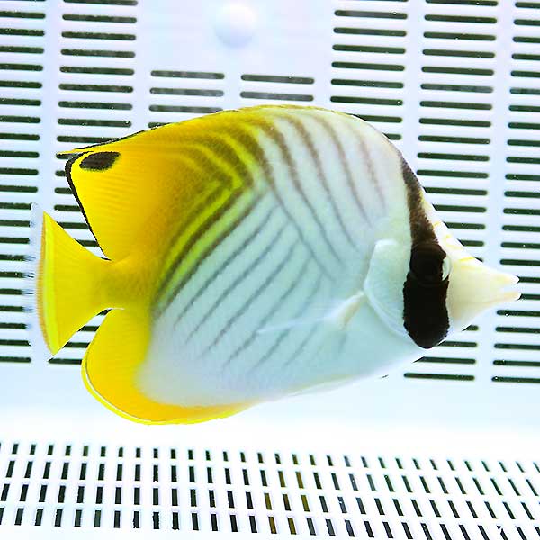 トゲチョウ 9-11cm±!海水魚 チョウチョウウオ 【チョウチョウウオ】(t114