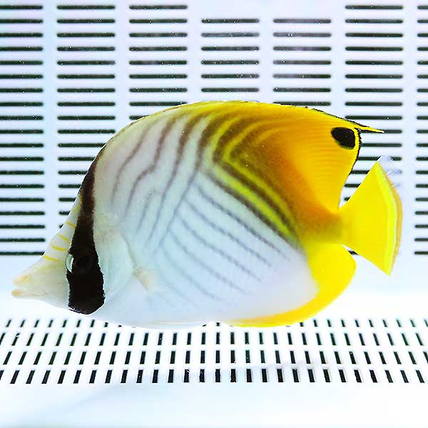 トゲチョウ 9-11cm±!海水魚 チョウチョウウオ 【チョウチョウウオ】(t114