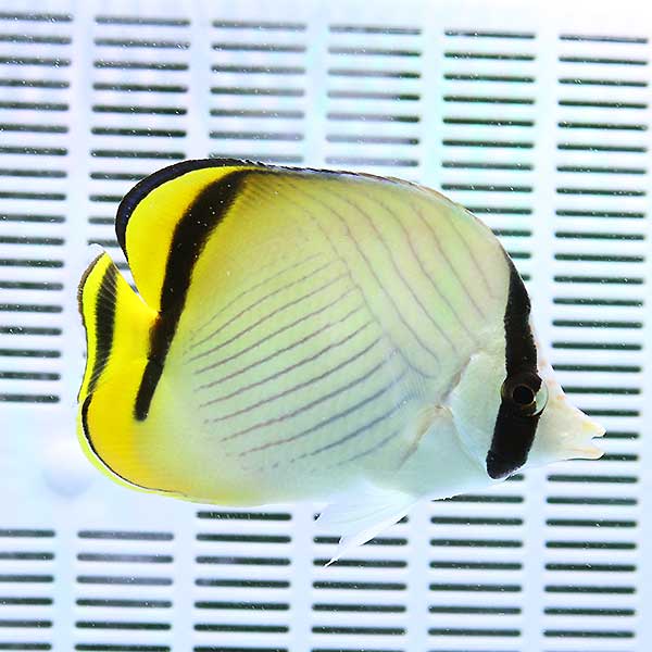 フウライチョウ 6-8cm±! 海水魚 チョウチョウウオ 餌付け 15時までのご注文で当日発送(t114