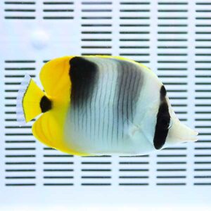 Yellow and white butterflyfish with black markings swimming in a striped tank background.