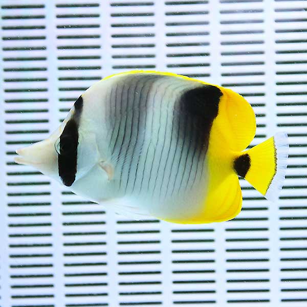 スダレチョウ 8-10cm±! 海水魚 チョウチョウウオ 15時までのご注文で当日発送(t114