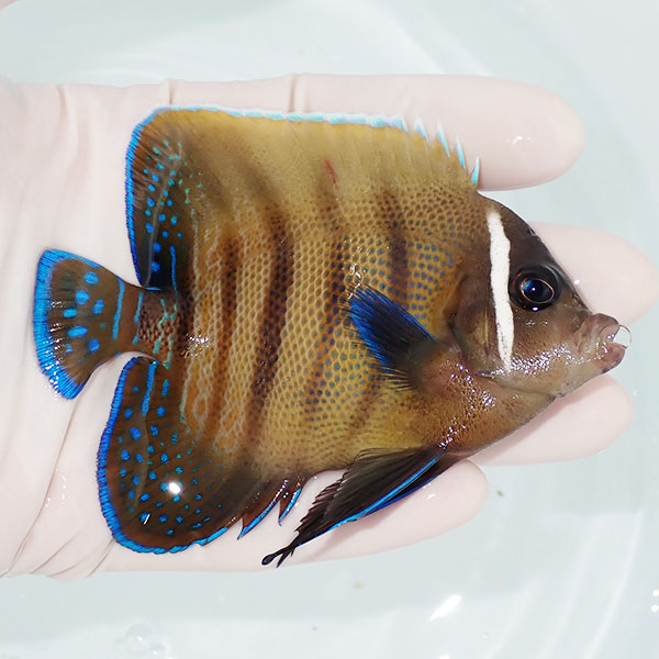 【現物4】ロクセンヤッコ 9.5cm± ! 海水魚 ヤッコ 15時までのご注文で当日発送(t111(t207