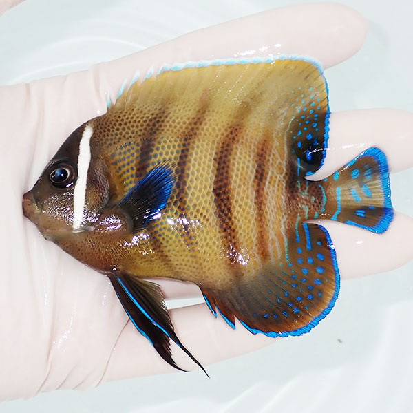 【現物4】ロクセンヤッコ 9.5cm± ! 海水魚 ヤッコ 15時までのご注文で当日発送(t111(t207