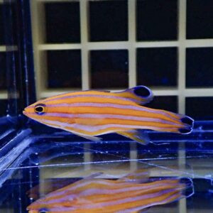 Orange striped fish swimming in an aquarium, with blue-edged fins and a reflective surface below.