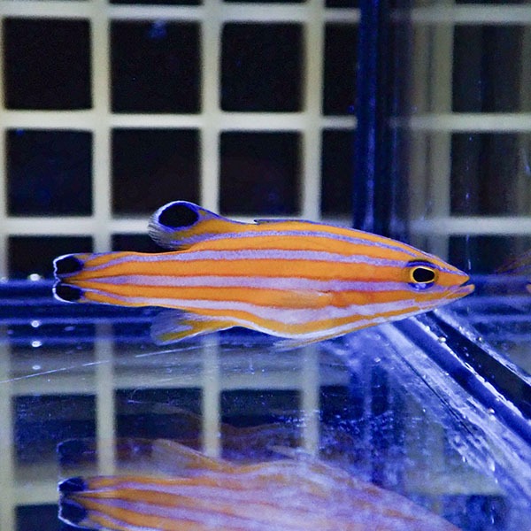 【現物1】キャンディーバスレット 4cm± !カリブ産 海水魚 生体 15時までのご注文で当日発送(t120