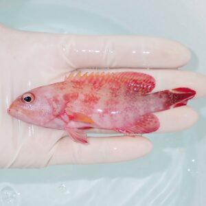 Small pink-red fish being held in a gloved hand over pale water; fins orange-tinged, simple coloration visible.