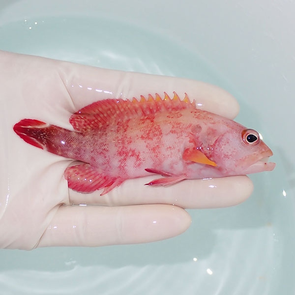 【現物3】スレ有りニジハタ 10.5cm± !ハタ 海水魚 生体 15時までのご注文で当日発送(t120