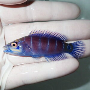 Small tropical fish with vivid blue and purple body, yellow eye, held on a gloved hand.