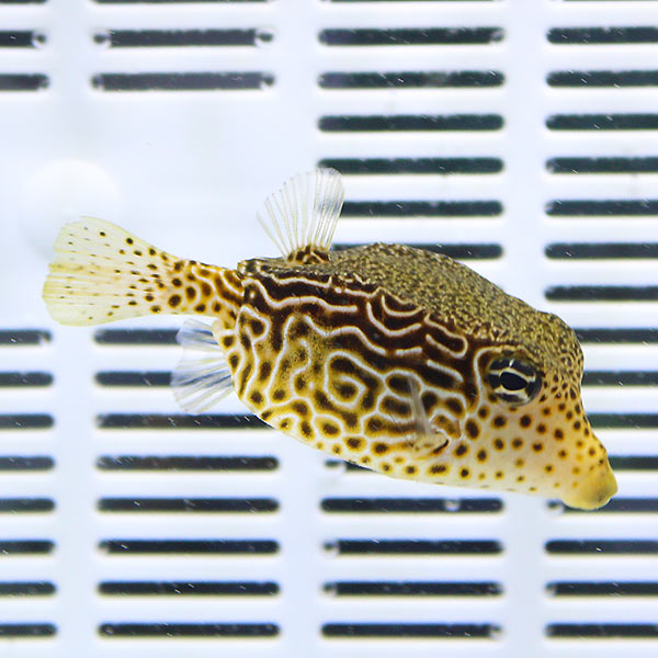 レティキュレイトボックスフィッシュ 5-7cm±!   フグ 海水魚 15時までのご注文で当日発送(t123