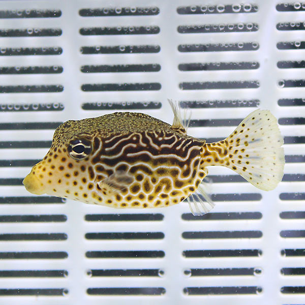 レティキュレイトボックスフィッシュ 5-7cm±!   フグ 海水魚 15時までのご注文で当日発送(t123