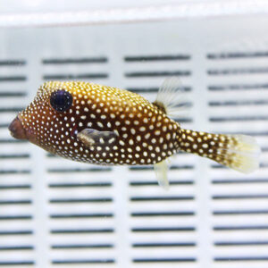 Brown fish with white spots swimming in a clear aquarium tank, facing left.