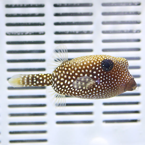 クロハコフグ 6-8cm± !15時までのご注文で当日発送(t123