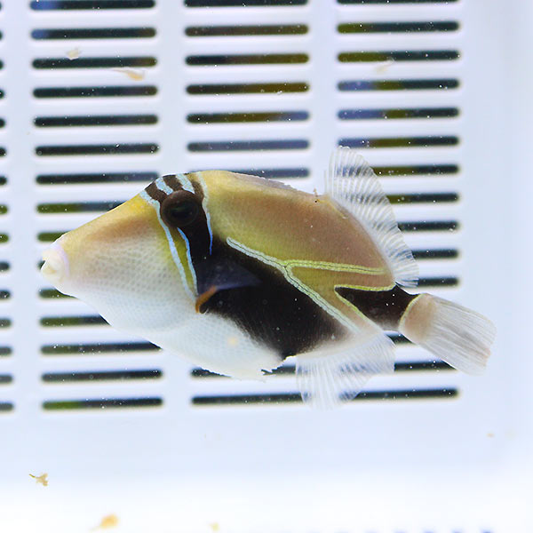 タスキモンガラ 5-7cm±!  海水魚 モンガラ 餌付け15時までのご注文で当日発送(t119【モンガラ】