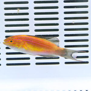 Bright orange and yellow tropical fish lying on a white slotted grate surface.