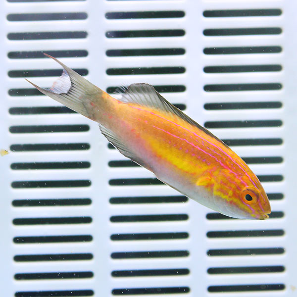 ツキノワイトヒキベラ  6-8cm!海水魚 ベラ 15時までのご注文で当日発送(t122
