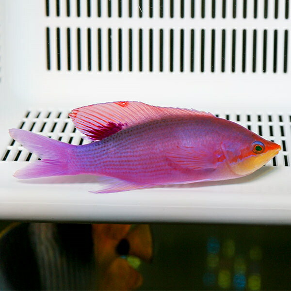 パープルクィーンアンティアス オス  5-7cm±!海水魚 ハナダイ 15時までのご注文で当日発送(t118