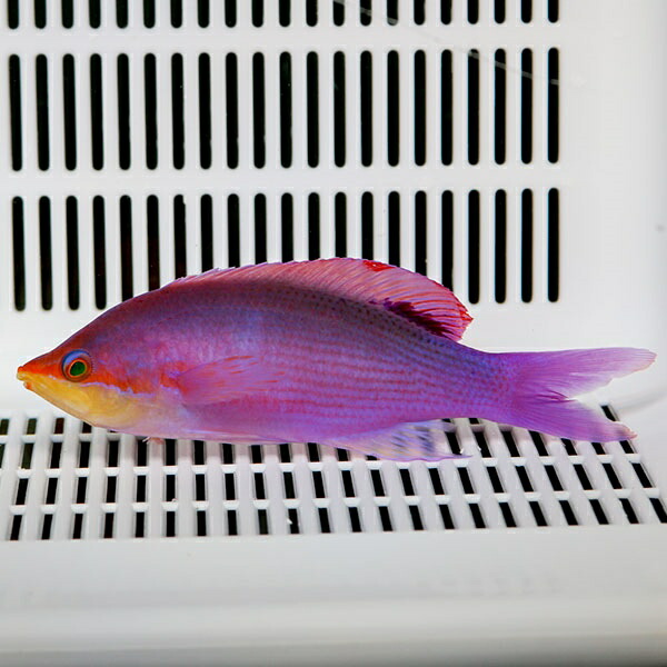 パープルクィーンアンティアス オス  5-7cm±!海水魚 ハナダイ 15時までのご注文で当日発送(t118