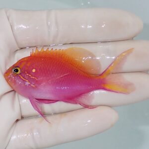 Small brightly colored fish (orange to pink) with yellow fins held in a hand, likely an aquarium fish ornamented with vibrant hues.