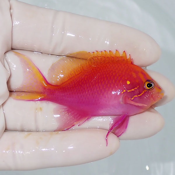 【現物1】ハナゴンベ 6.5cm±!海水魚 ハナダイ15時までのご注文で当日発送【ハナダイ】(t207