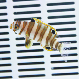 Striped tropical fish with orange and white bands swimming in front of a white vented surface.