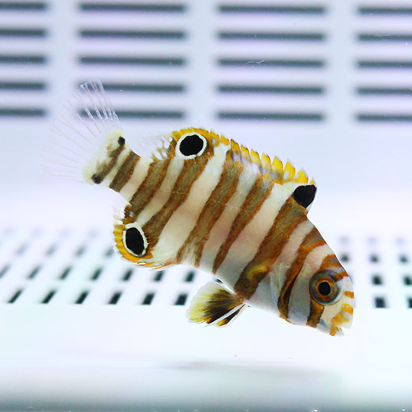 シチセンベラ 幼魚 4-6cm±  海水魚 ベラ! 15時までのご注文で当日発送(t122
