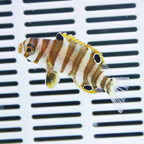 シチセンベラ 幼魚 4-6cm±  海水魚 ベラ! 15時までのご注文で当日発送(t122