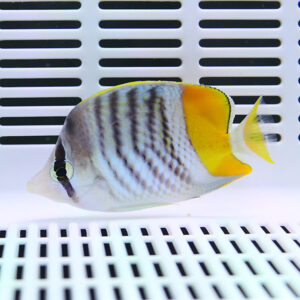 Striped tropical fish with a bright yellow tail swimming in a white aquarium tank with slotted walls, facing left.