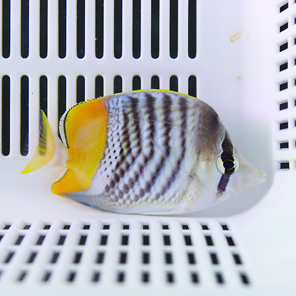 ベニオチョウ 4-6cm±! 海水魚 チョウチョウウオ 15時までのご注文で当日発送(t114