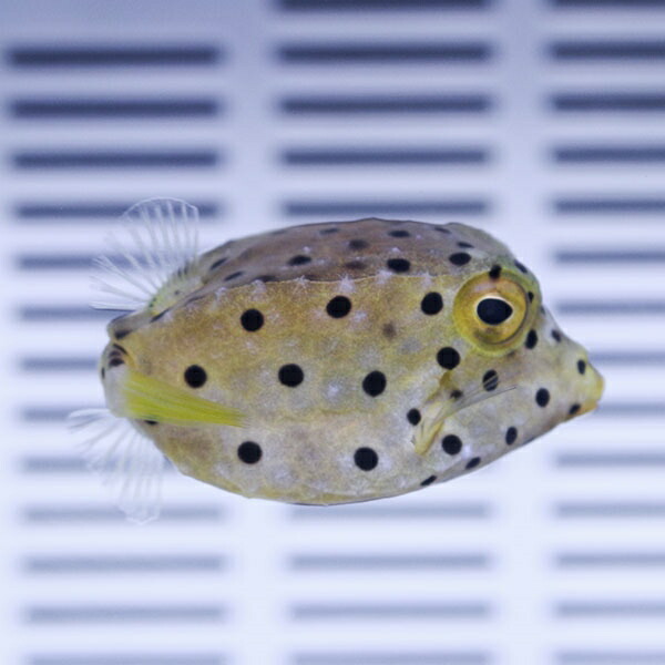 ミナミハコフグ 4-5cm±!海水魚 フグ 15時までのご注文で当日発送【ハコフグ】(t123