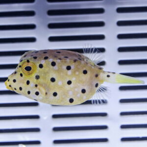 Yellow spotted boxfish resting on a white slatted surface