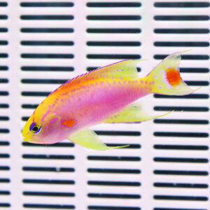 Bright pink and yellow tropical fish swimming in an aquarium with a striped background.