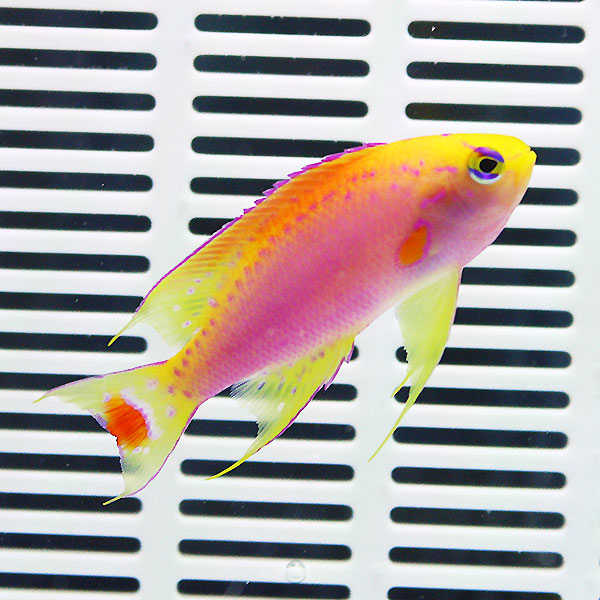 ベントラリス オス 4-6cm±! 海水魚 ハナダイ !15時までのご注文で当日発送(t118