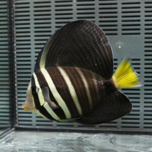 Black striped fish with pale vertical bands and a bright yellow tail swimming in an aquarium.