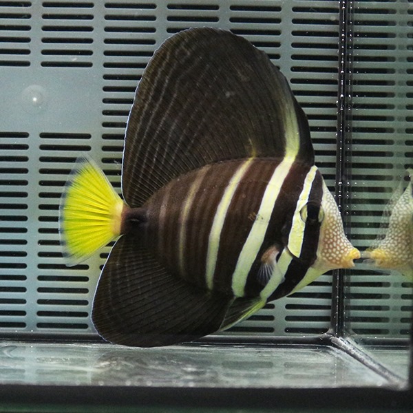 ヒレナガハギ 10-12cm± !海水魚 ハギ  15時までのご注文で当日発送(t119