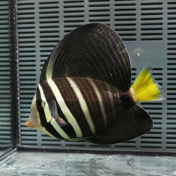 ヒレナガハギ 10-12cm± !海水魚 ハギ  15時までのご注文で当日発送(t119