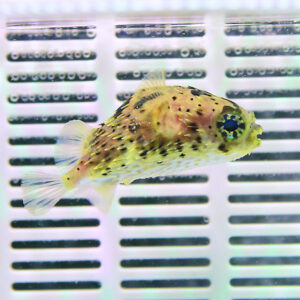 Small yellow-brown spotted puffer fish swimming in a tank with white slotted background behind it.