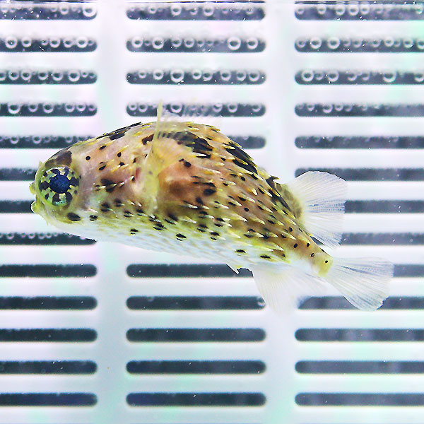 ハリセンボン  6-8cm± ! 海水魚 フグ 15時までのご注文で当日発送(t123