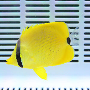 Bright yellow angelfish with black vertical stripes swimming in an aquarium setting.