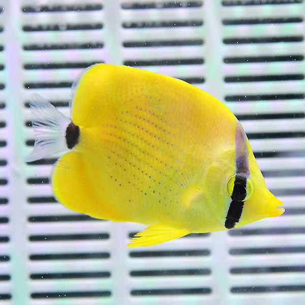 レモンチョウ 4-6cm±! 海水魚 チョウチョウウオ 15時までのご注文で当日発送(t114