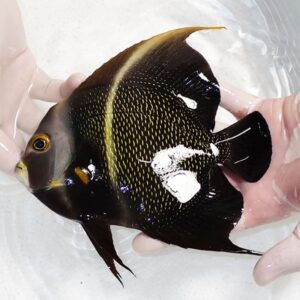 Dark angelfish with yellow accents held in a clear plastic bag by gloved hands.