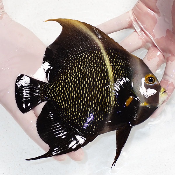【現物1】フレンチエンゼル 18cm±±!海水魚 ヤッコ 15時までのご注文で当日発送(t111