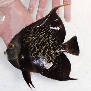 Dark angelfish with small yellow speckles being held in a hand, fins spread wide against a white background, showing glossy scales.